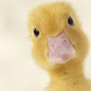 Meet your Posher, Duck